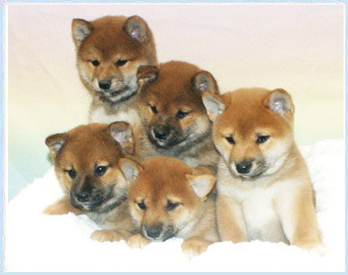 Icewind Shibas